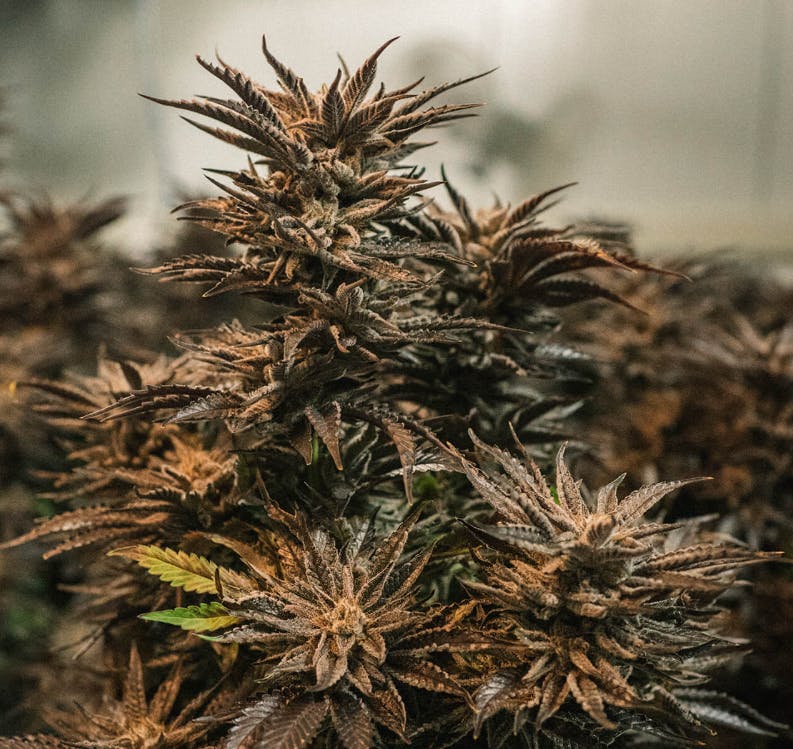 THE HEMPIRE CANNABIS - Delivery listing banner