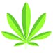 Ojai Cannabis Company