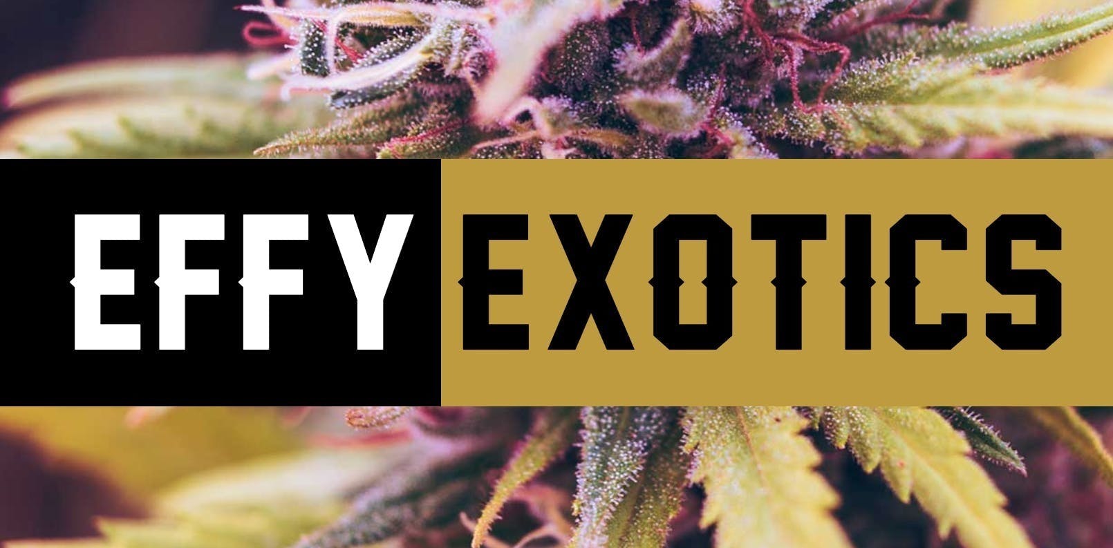 Effy Exotics Delivery listing banner