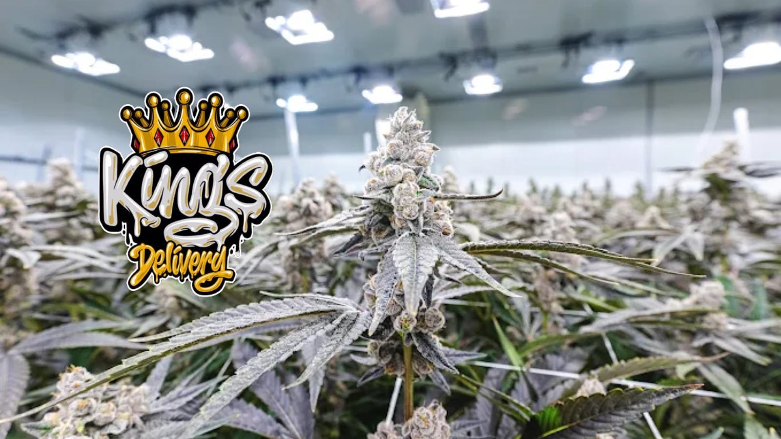 Kings Delivery listing banner