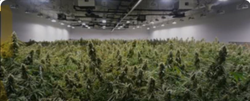 Weed Wagon listing banner