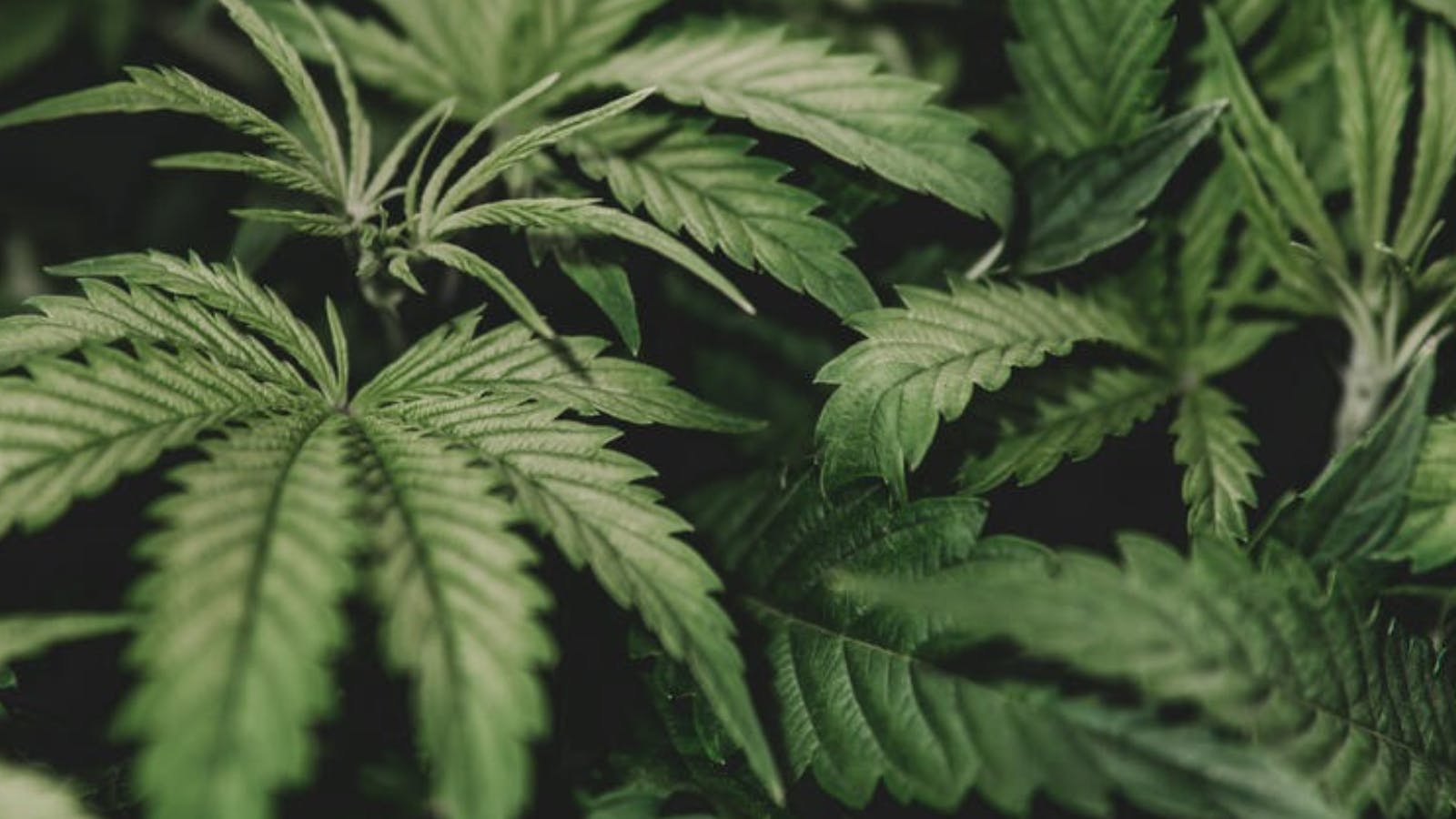 The Maine Event Cannabis (By Willow Creek Farm) listing banner