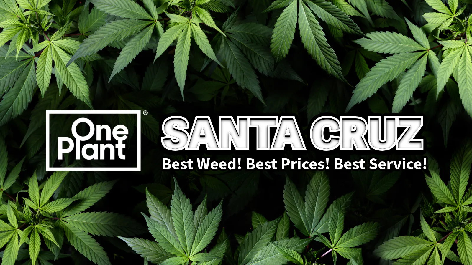 One Plant Santa Cruz listing banner