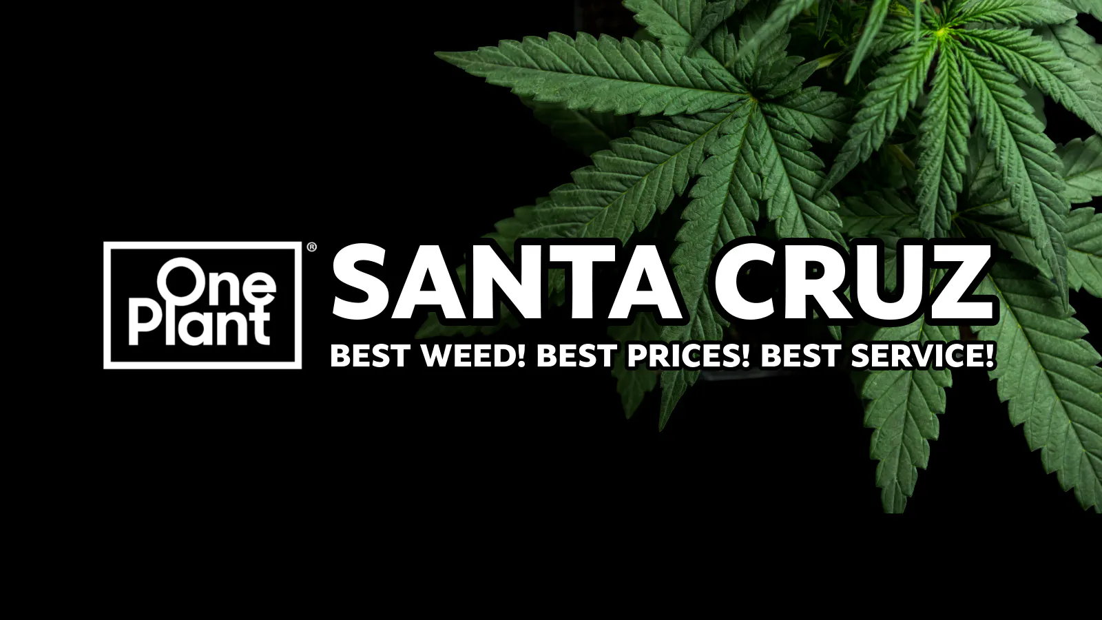 One Plant Santa Cruz listing banner