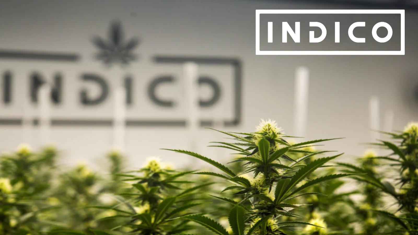 Indico listing banner