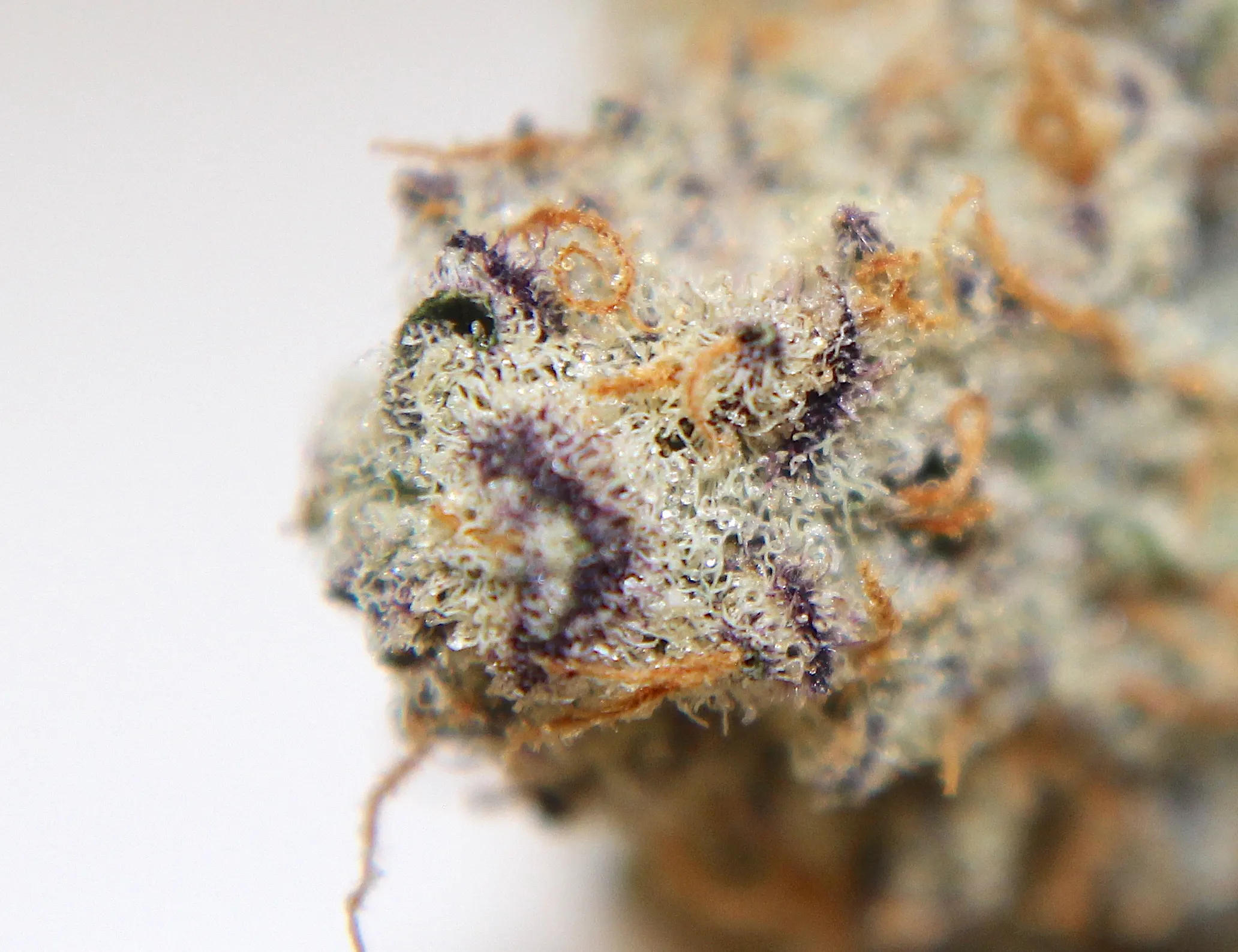 Three Rivers Dispensary - REC