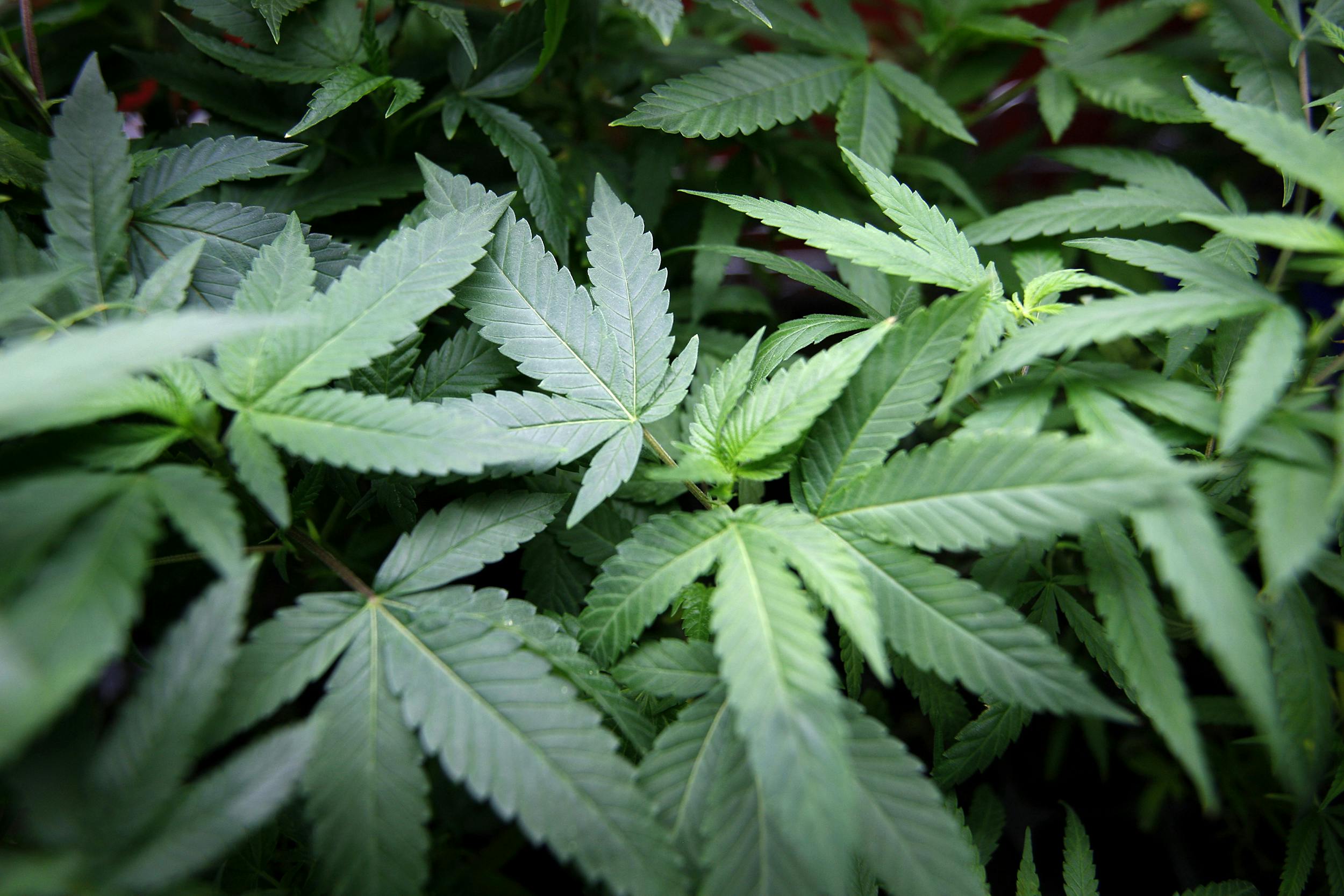 Marie Janes Cannabis Connection listing banner
