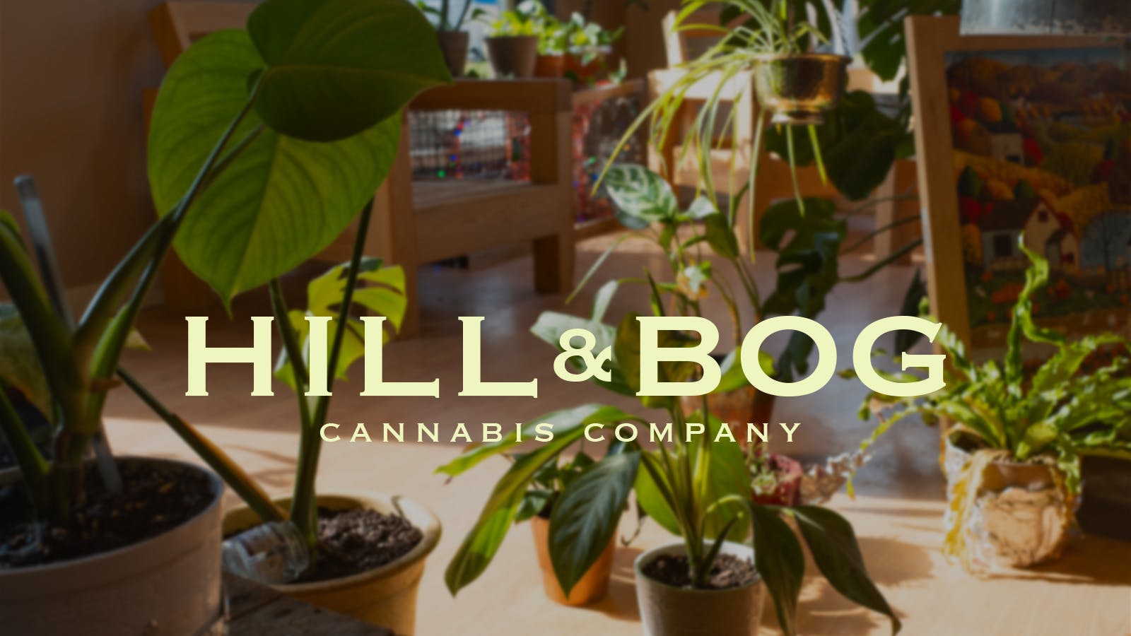 Hill & Bog Cannabis Company listing banner