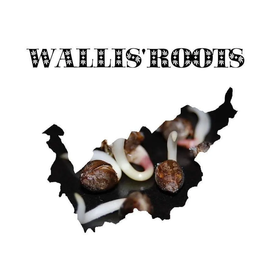 Wallis'Roots