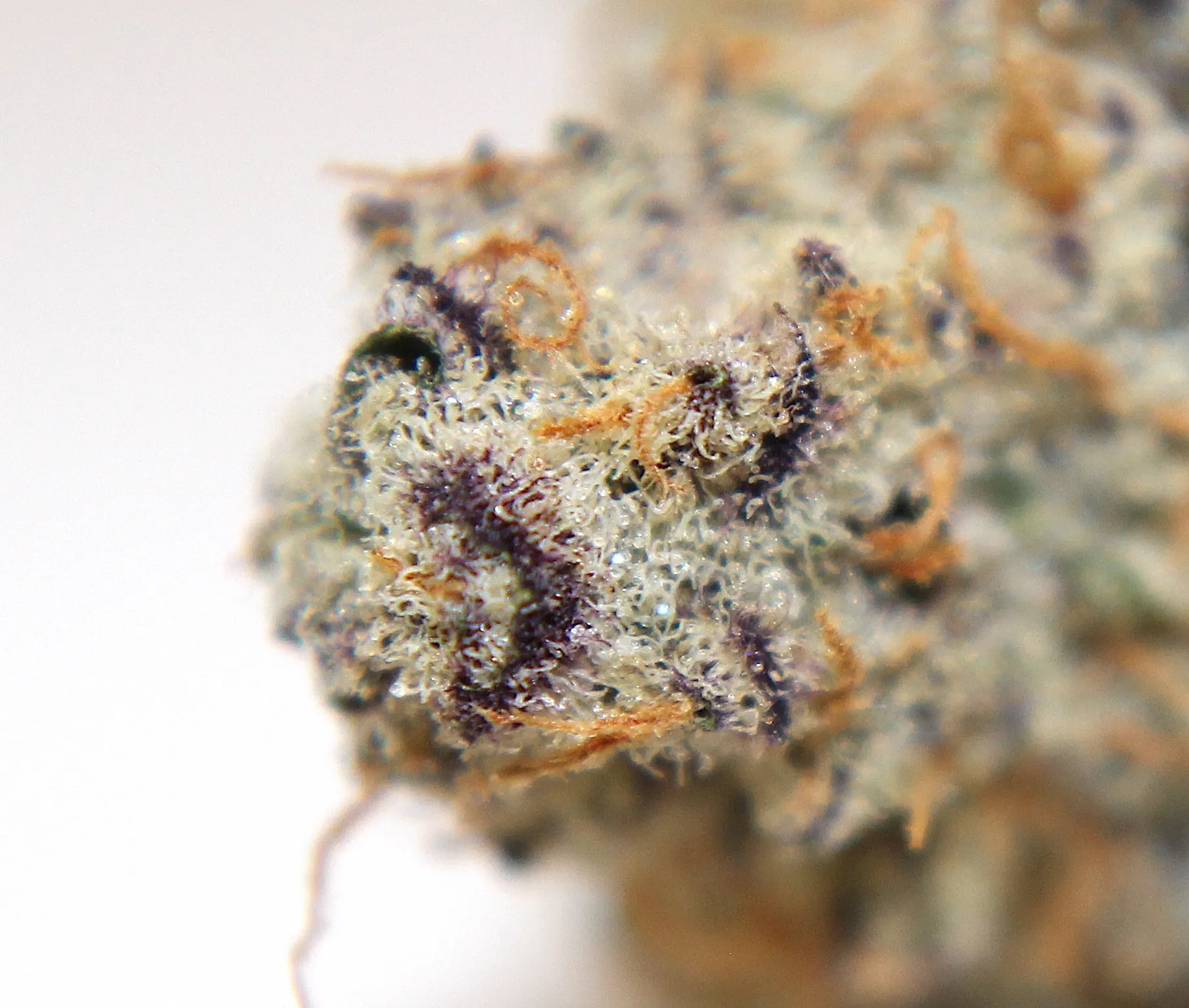 Three Rivers Dispensary Pueblo West
