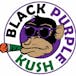 Black Purple Kush