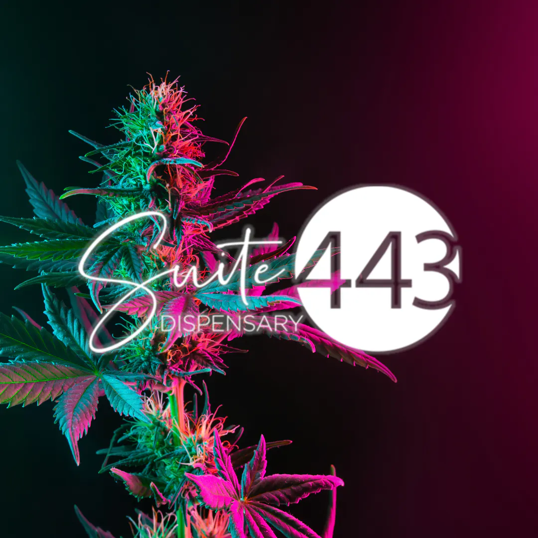Suite 443