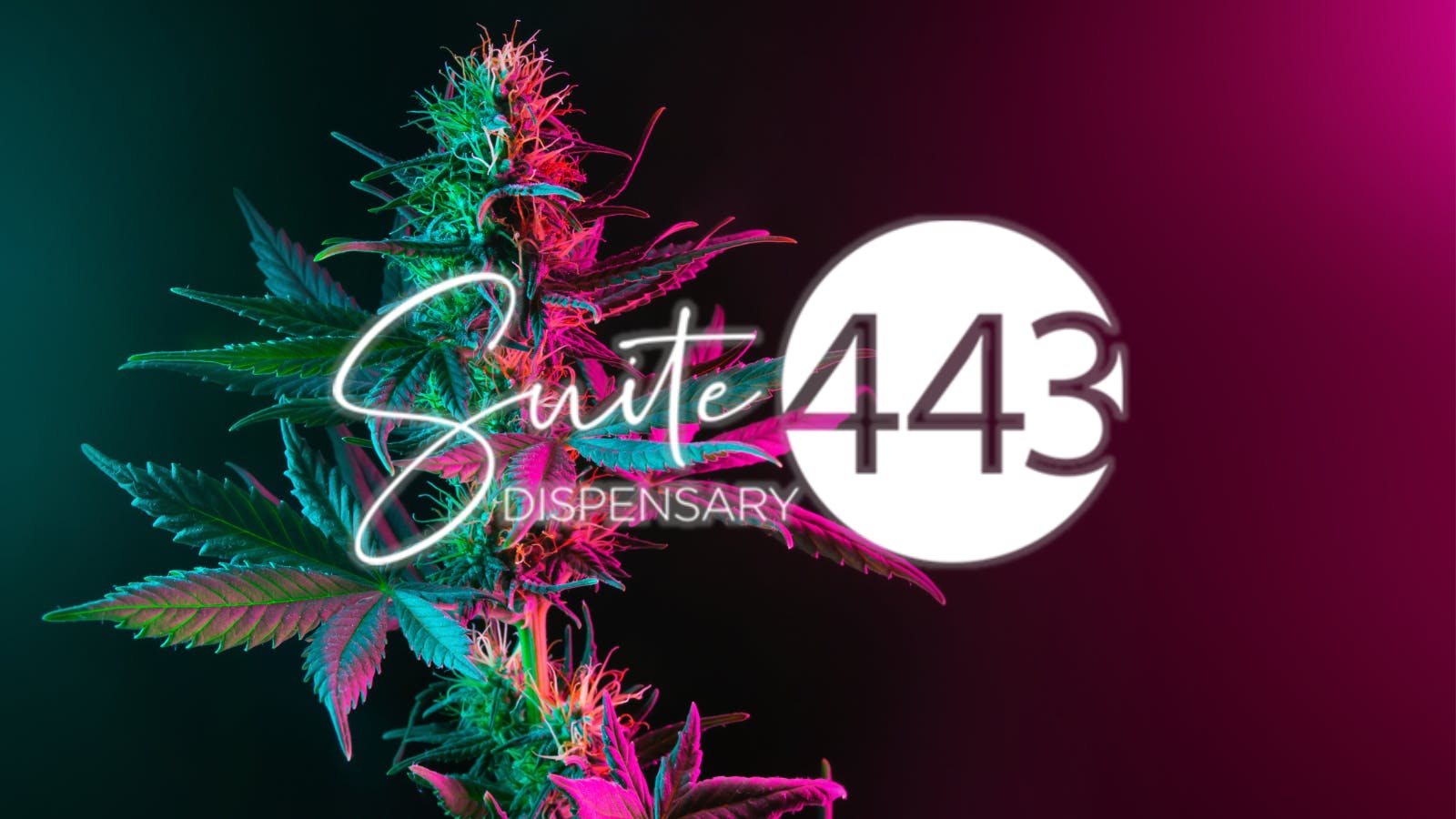 Suite 443 listing banner