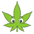 Buddies Cannabis Co