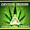 Divine Herbs Cannabis Clinic