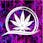 Higher Vision