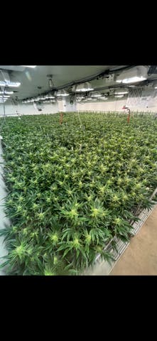 Honey Creek Cannabis listing banner