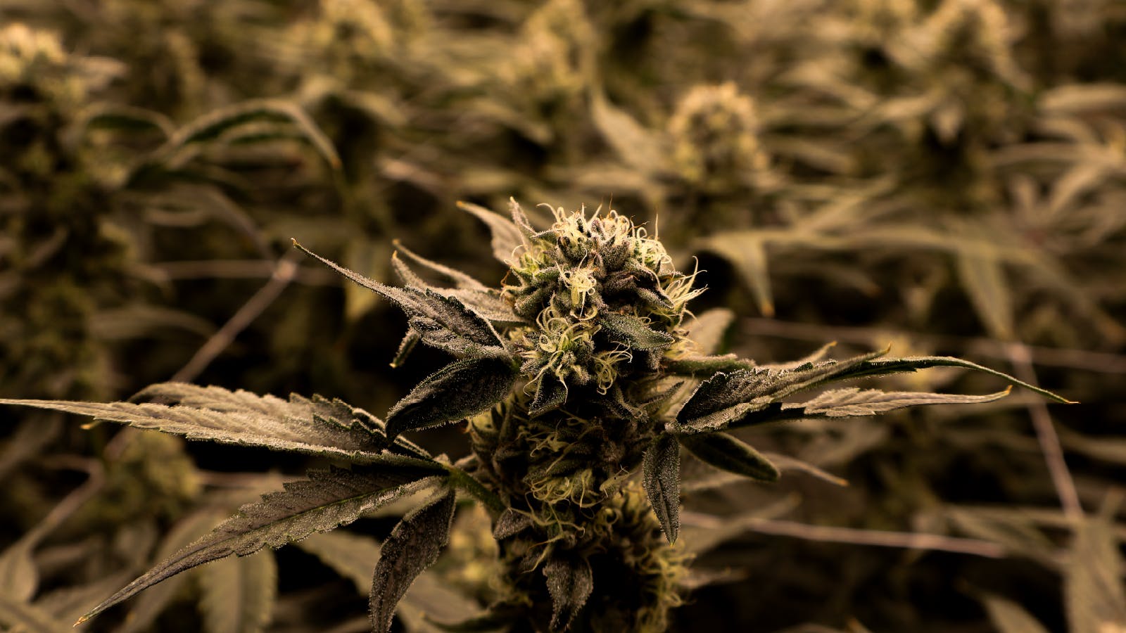 Kush Alley listing banner