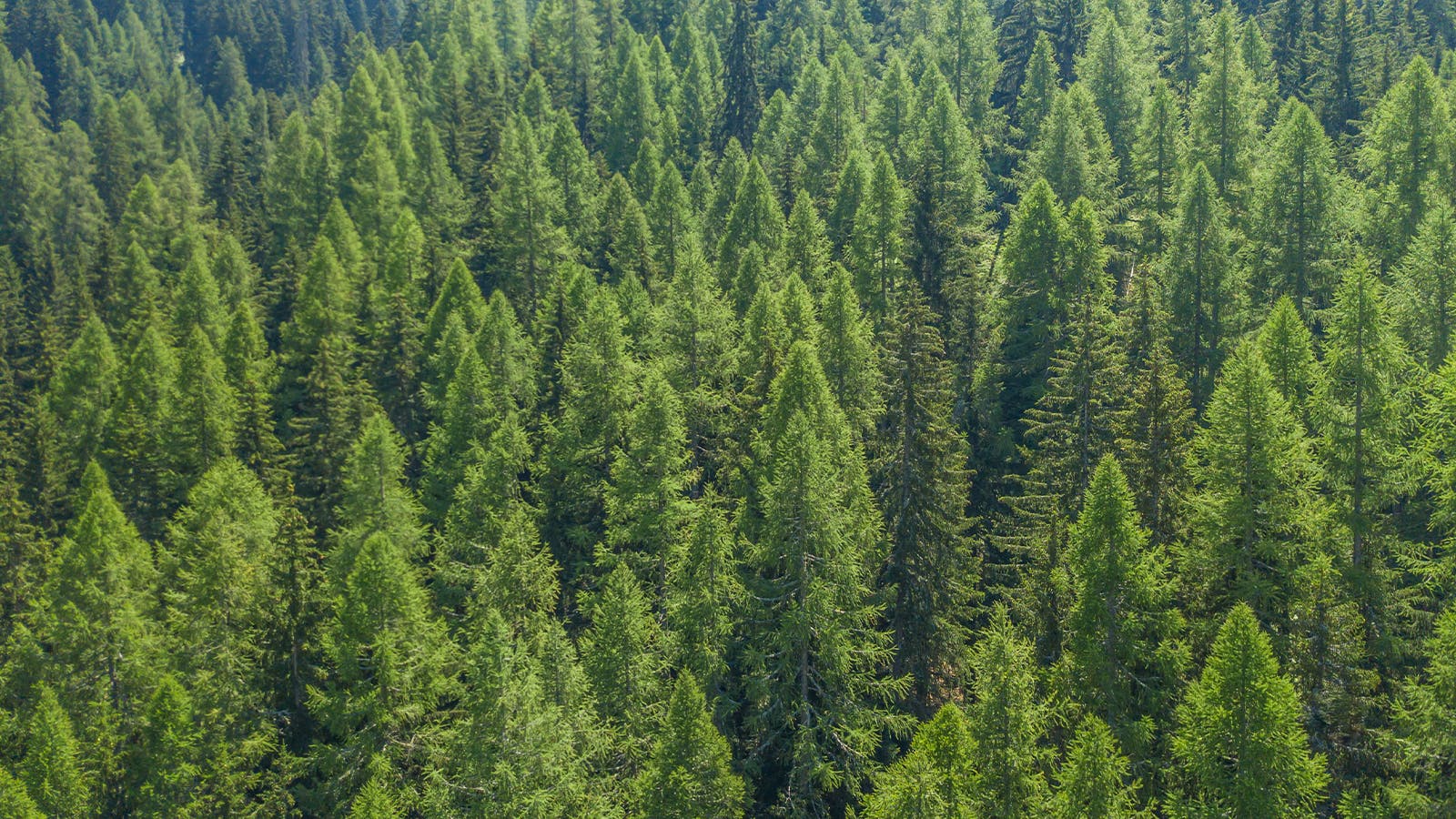 Jimmy's Cannabis Shop listing banner