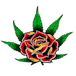 Eden Rose Dispensary - South