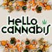 Hello Cannabis - Vista