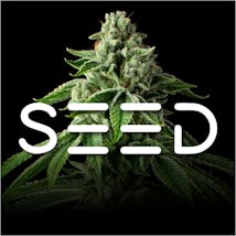 Seed