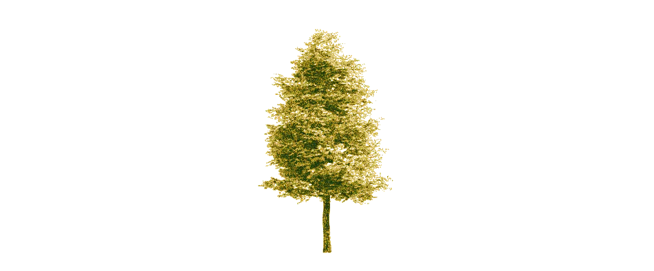 The Woods Cannabis