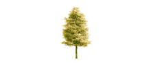 The Woods Cannabis