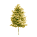 The Woods Cannabis
