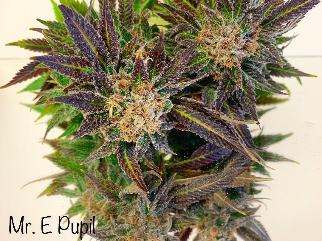 Indian Trail Farms listing banner