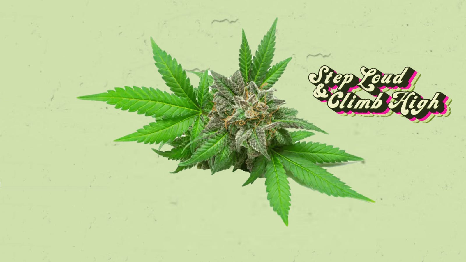 Stairway Cannabis listing banner