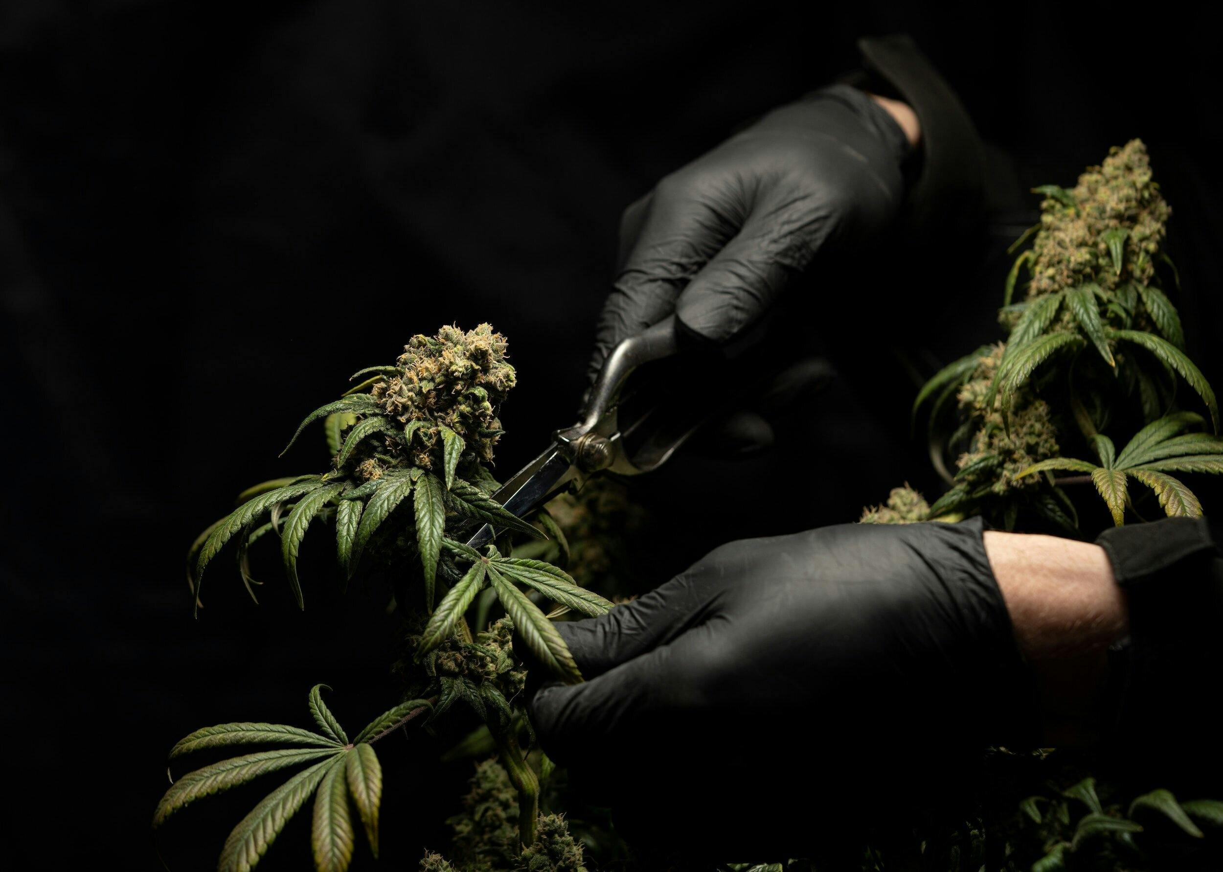 Reserved Cannabis listing banner