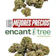 Encanto Tree - Bayamon (NOW OPEN!)