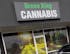 Green King Cannabis