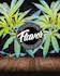 Flavor Factory PR Dispensary