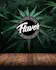 Flavor Factory PR Dispensary