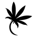 Matchbox Cannabis - Second Line W
