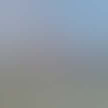 The Great Atlantic Puffin Company - Adult Use