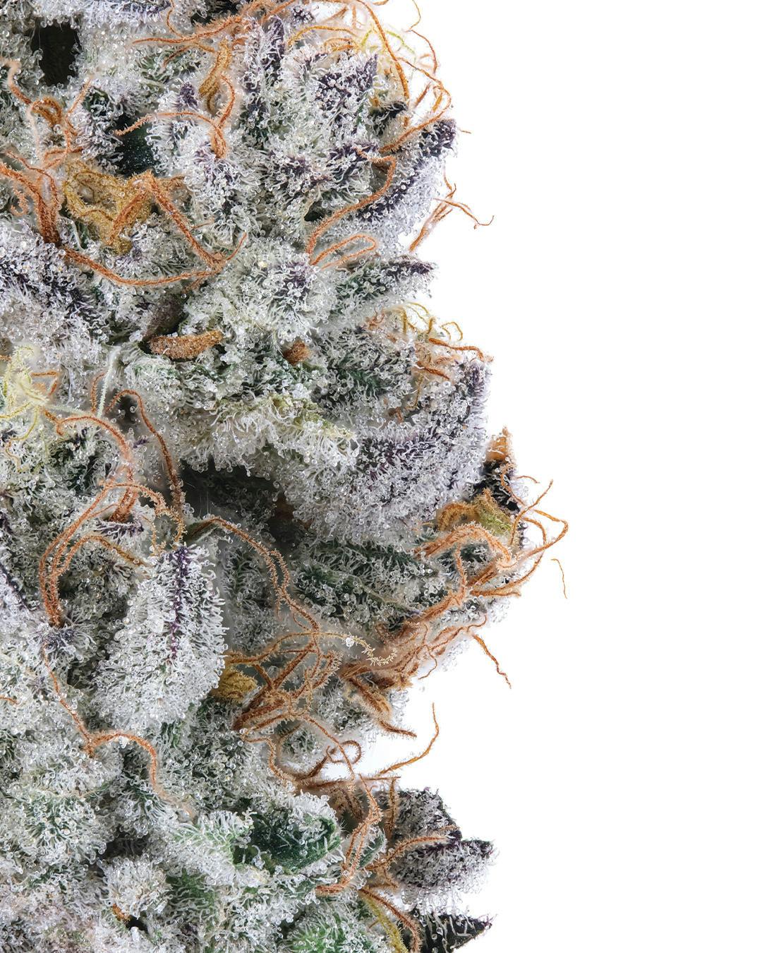 Undertow Cannabis Co. listing banner