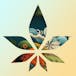 Oasis Cannabis Co - Farmington