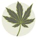 Ganja Garden