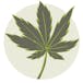 Ganja Garden