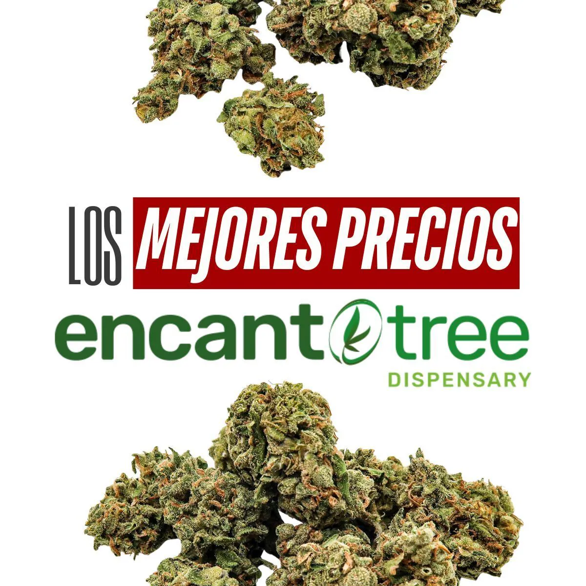 Encanto Tree - Corozal