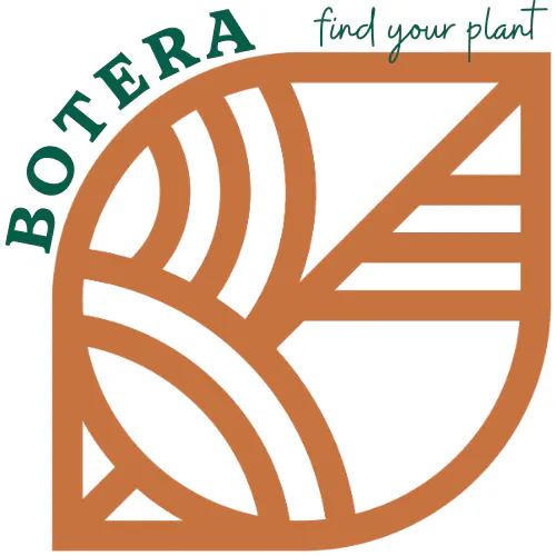 Botera