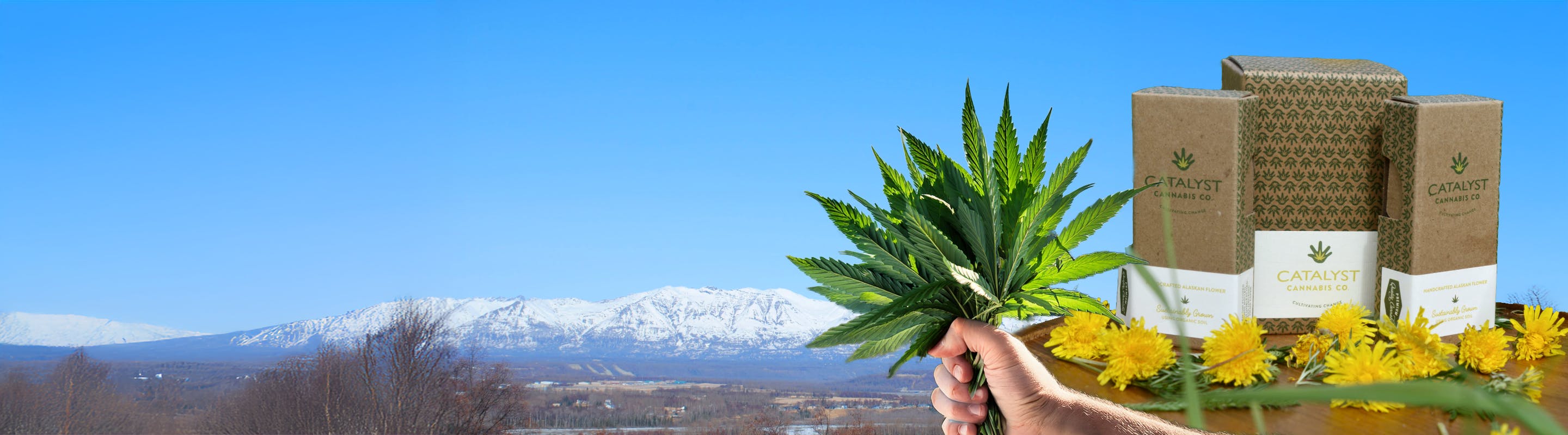 Catalyst Cannabis Company - Spenard listing banner
