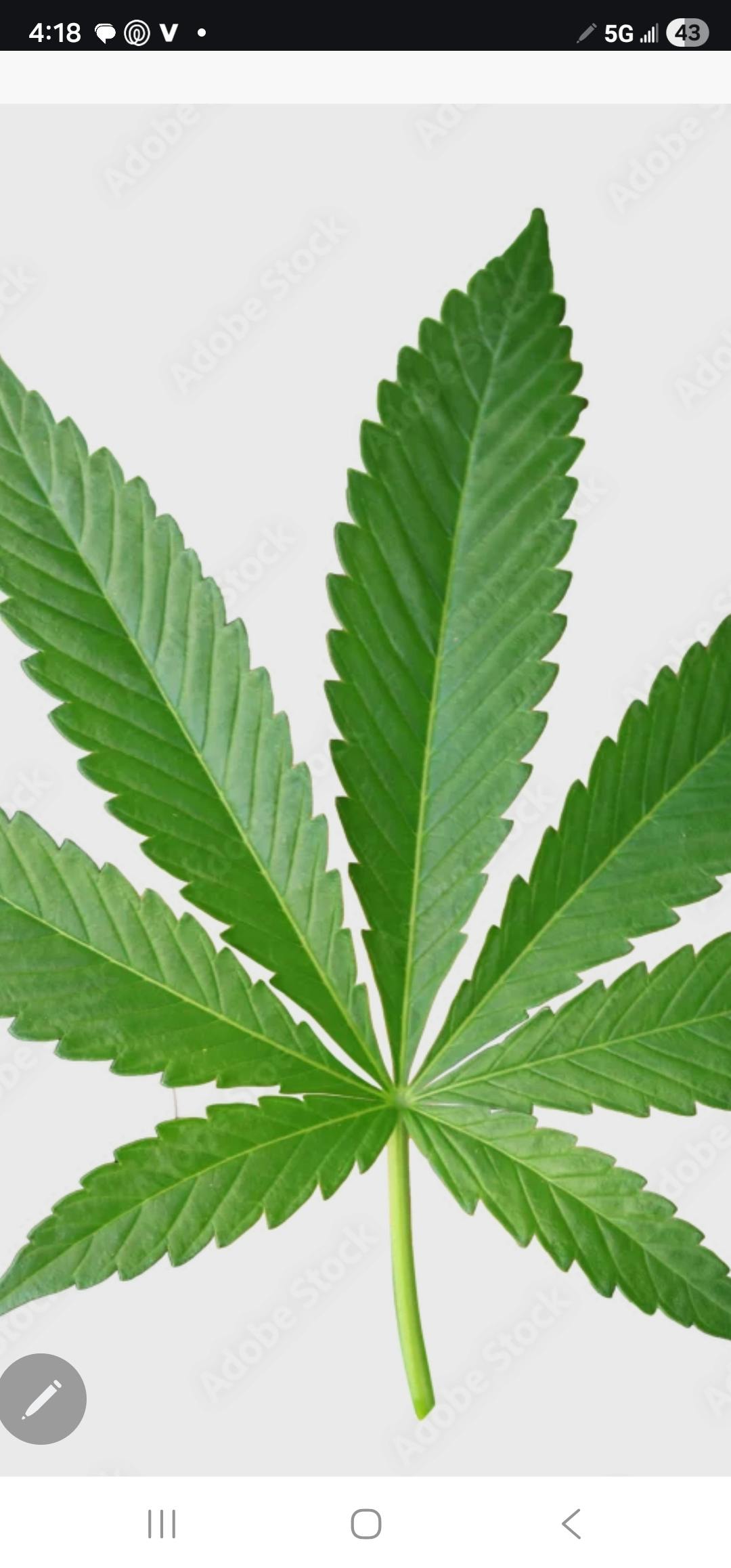 Diamond Leaf listing banner