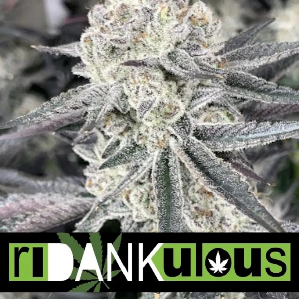 Ridankulous Alamogordo