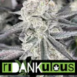 Ridankulous Alamogordo
