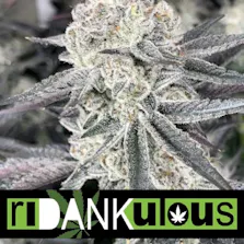 Ridankulous Alamogordo