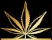 Rolling Cannabis